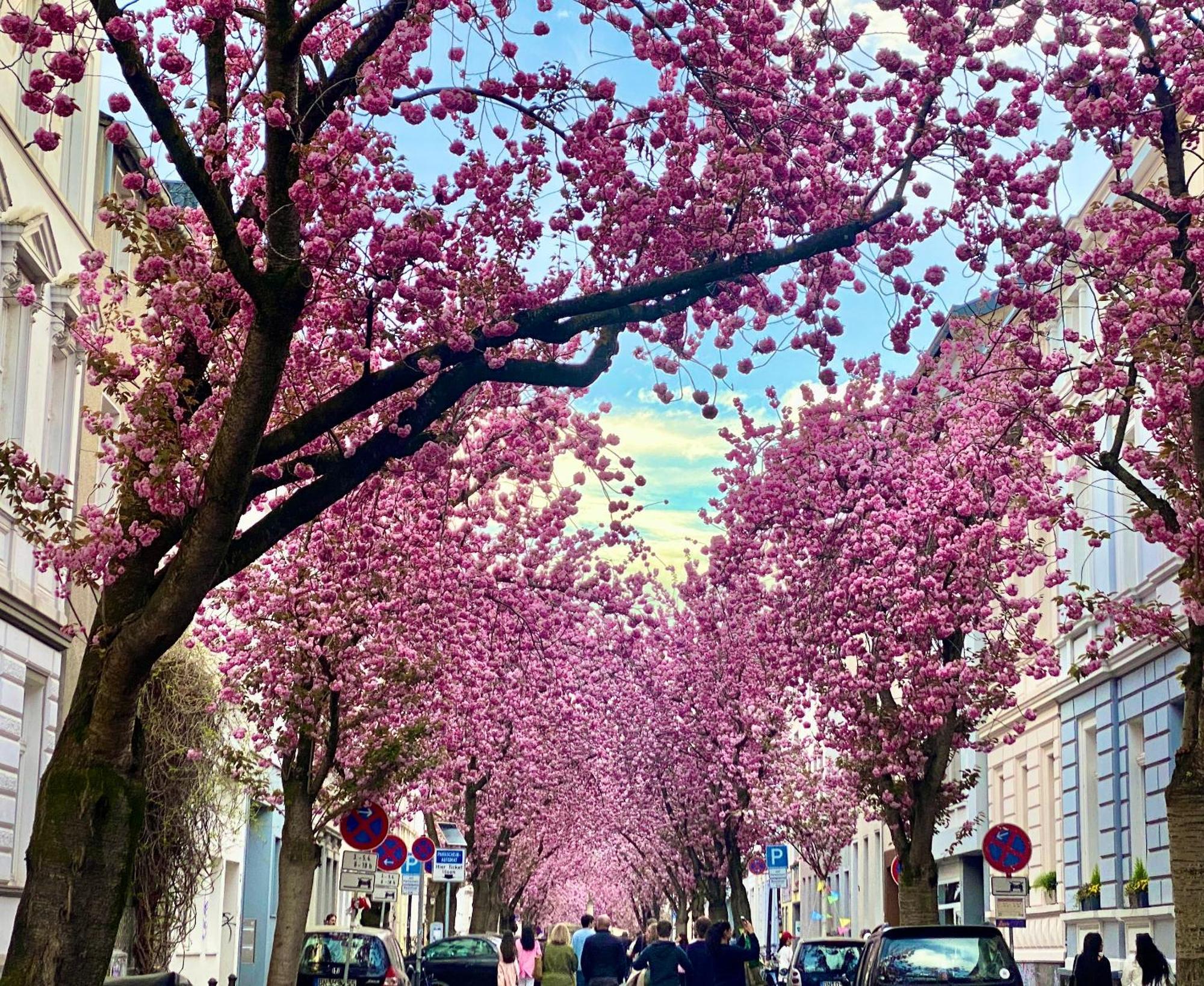 Zuhause Auf Zeit-gemuetliche Gaestezimmer * Bonn